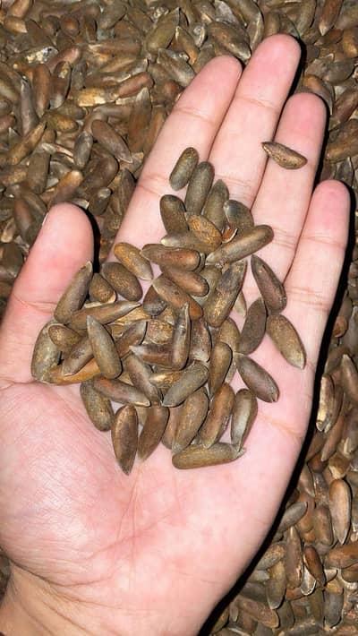Takhte Sulaiman premium chalgoza ( 65% Sale)