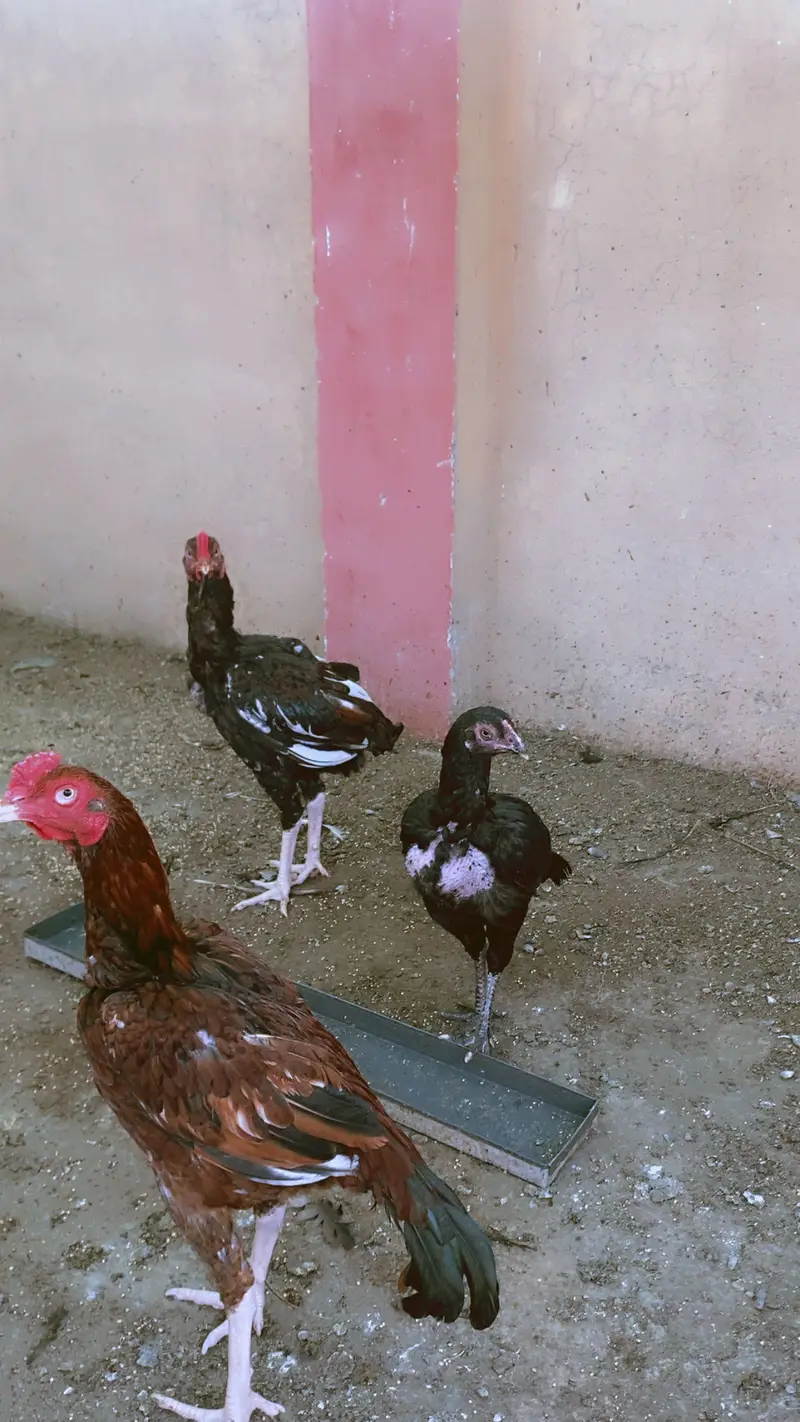 Aseel mushkay — photo 2