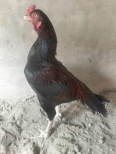 aseel miawali munasib qemat chez shoqeno Kay Liye