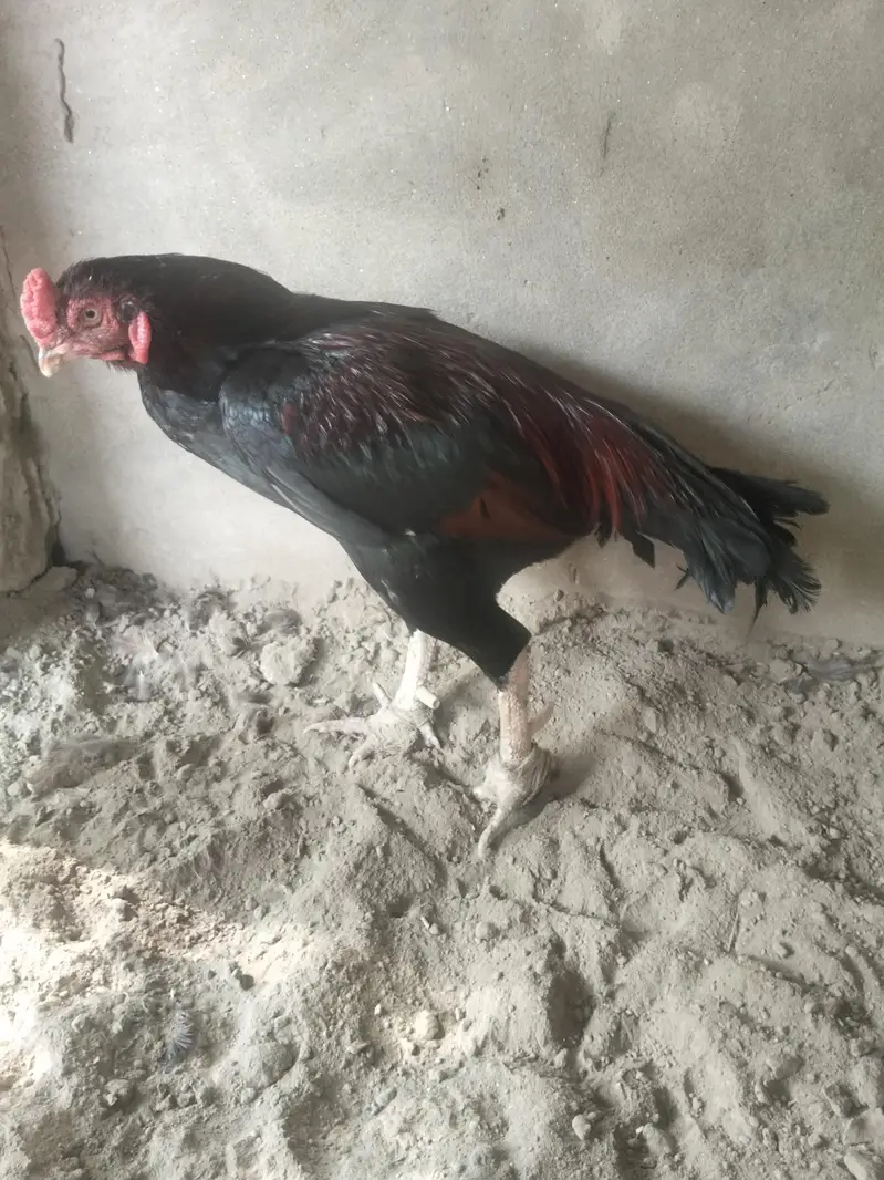 aseel miawali munasib qemat chez shoqeno Kay Liye — photo 2