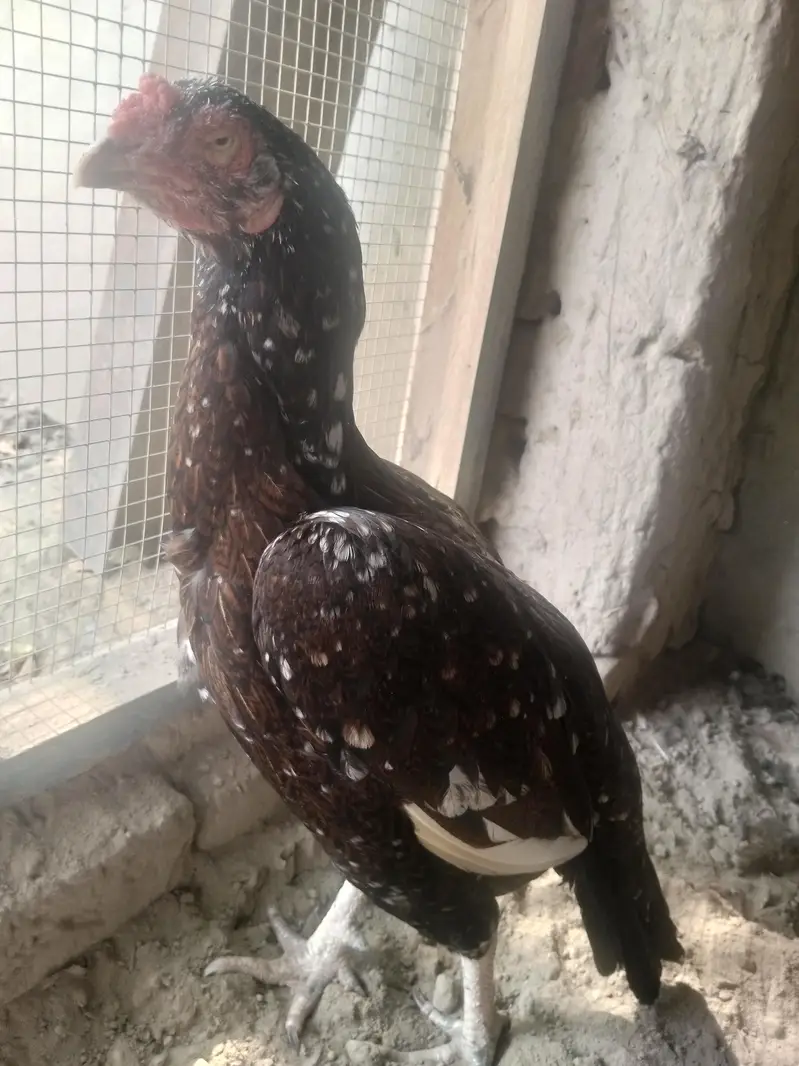 aseel miawali munasib qemat chez shoqeno Kay Liye — photo 3