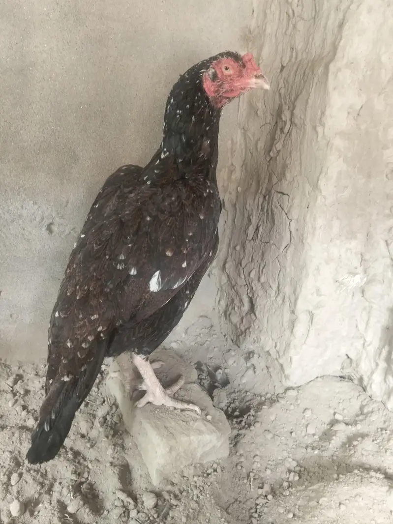 aseel miawali munasib qemat chez shoqeno Kay Liye — photo 4
