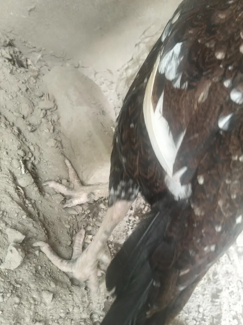 aseel miawali munasib qemat chez shoqeno Kay Liye — photo 6