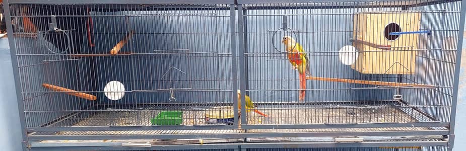 pine Apple Conures Pair