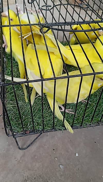 sell my red ayes budgie