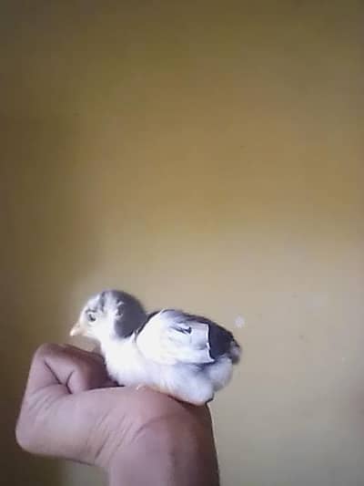 this chick for breed aseel murga