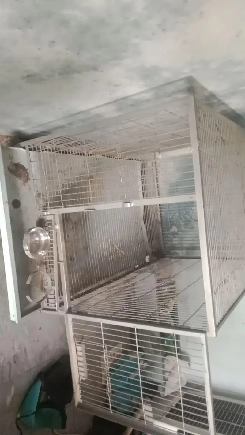 cages for sale 2.5feet chora 4 feet lamba — photo 2