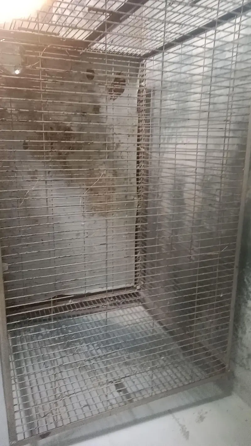 cages for sale 2.5feet chora 4 feet lamba — photo 3