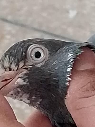 high flyers pigeons  . . . teddy pair and golden female available