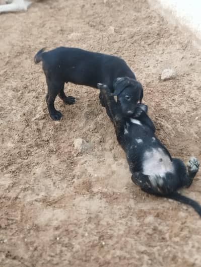 labrador black pair