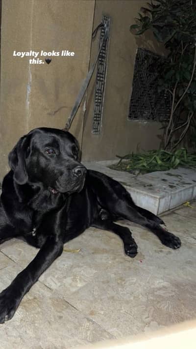 Black Labrador pair