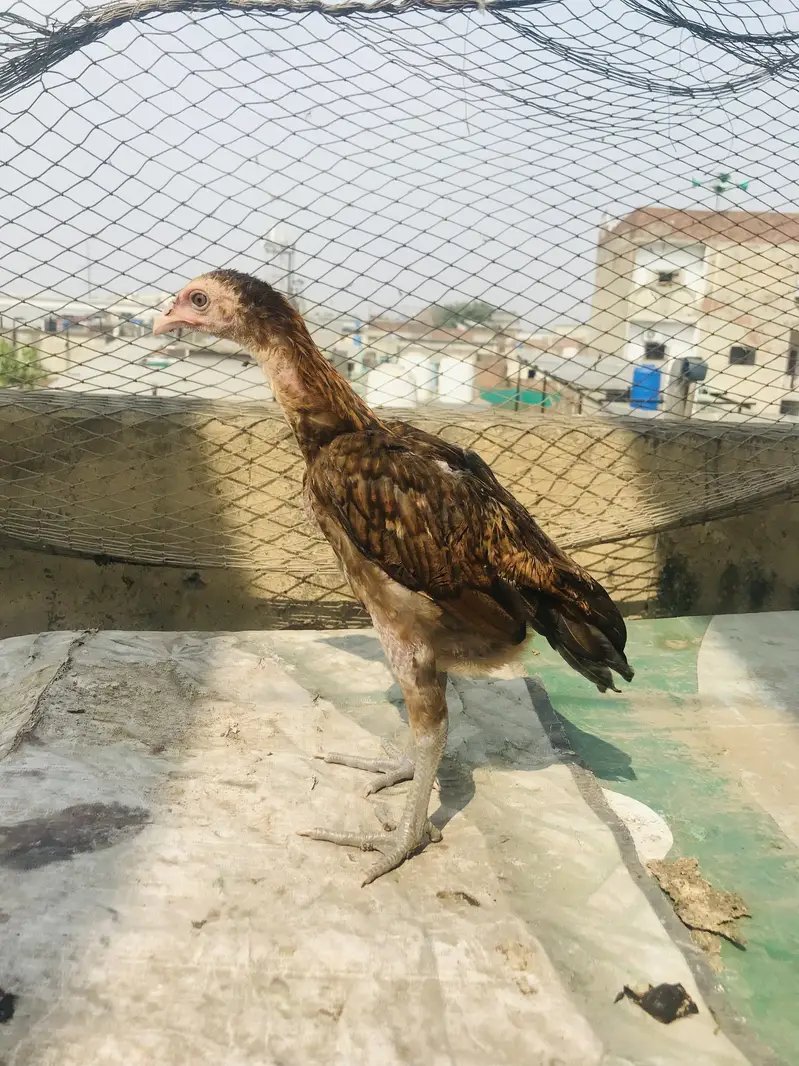Aseel chicks lakha Thai and dragon cross Thai — photo 3