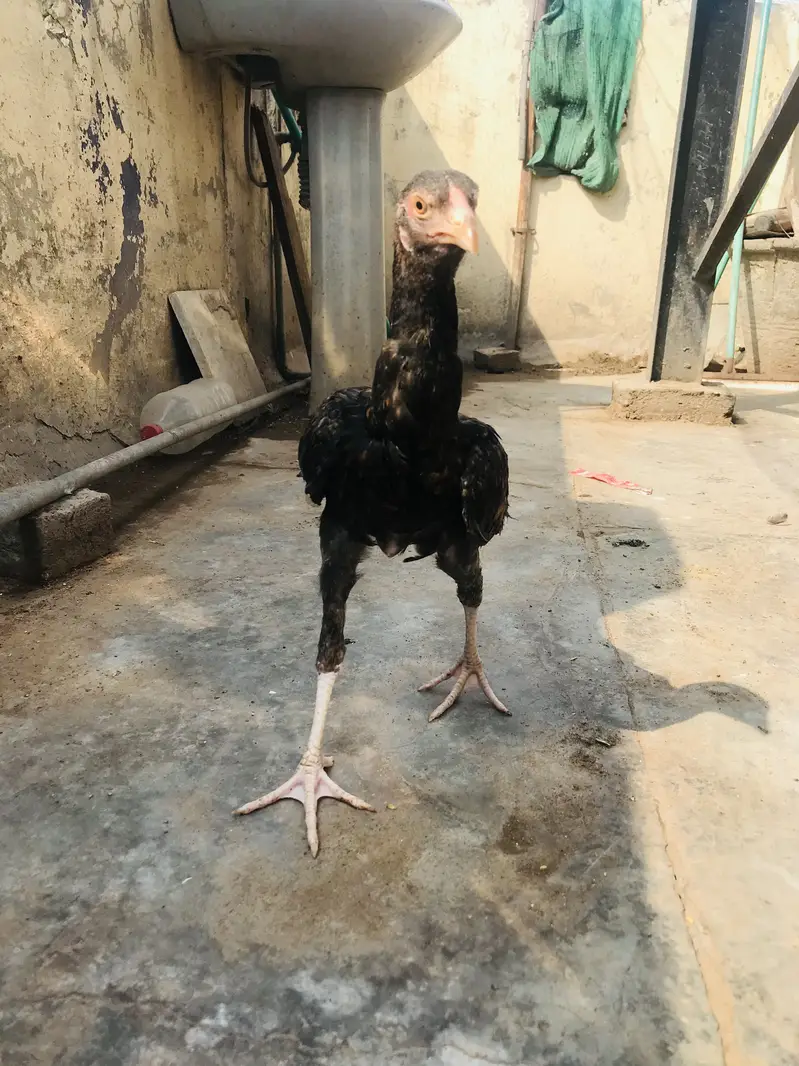 Aseel chicks lakha Thai and dragon cross Thai — photo 4