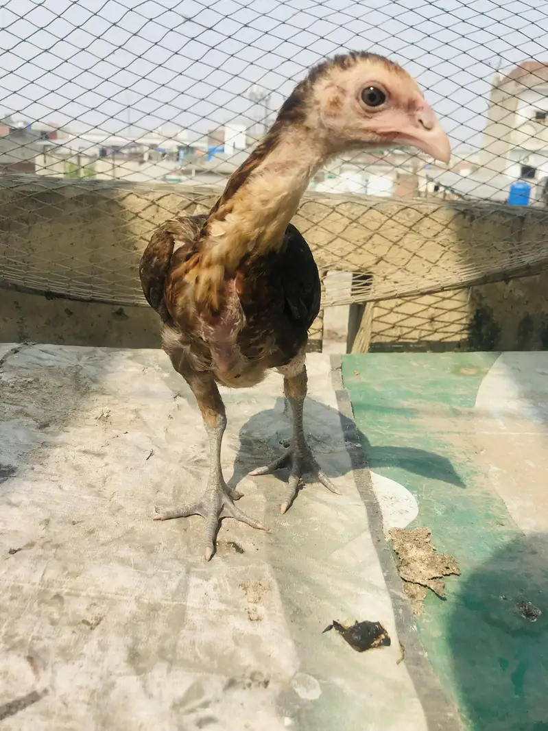 Aseel chicks lakha Thai and dragon cross Thai — photo 5