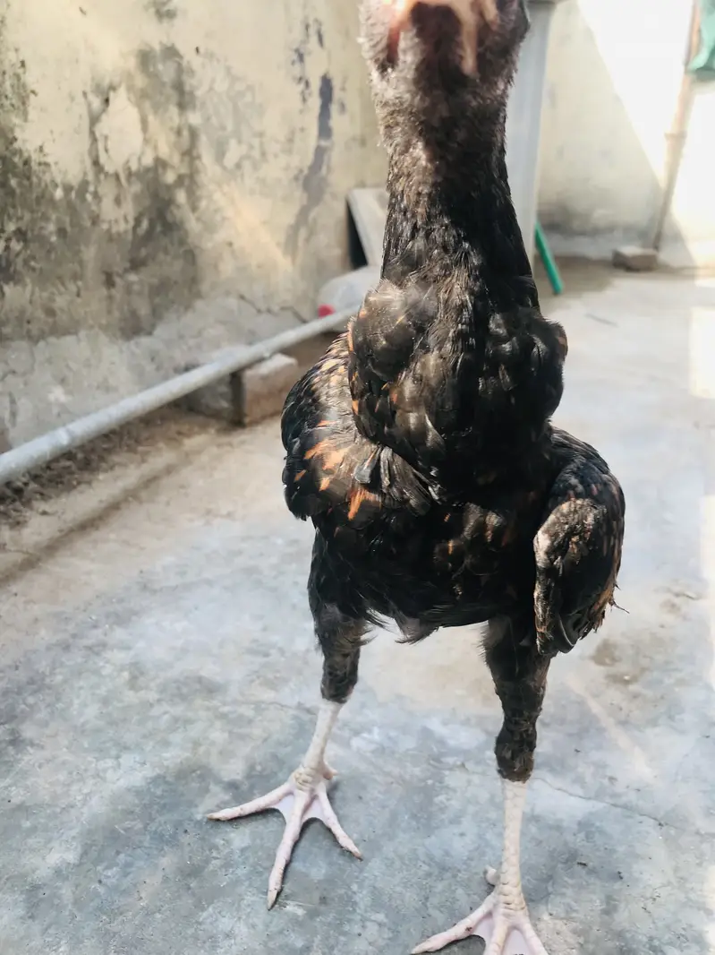 Aseel chicks lakha Thai and dragon cross Thai — photo 6