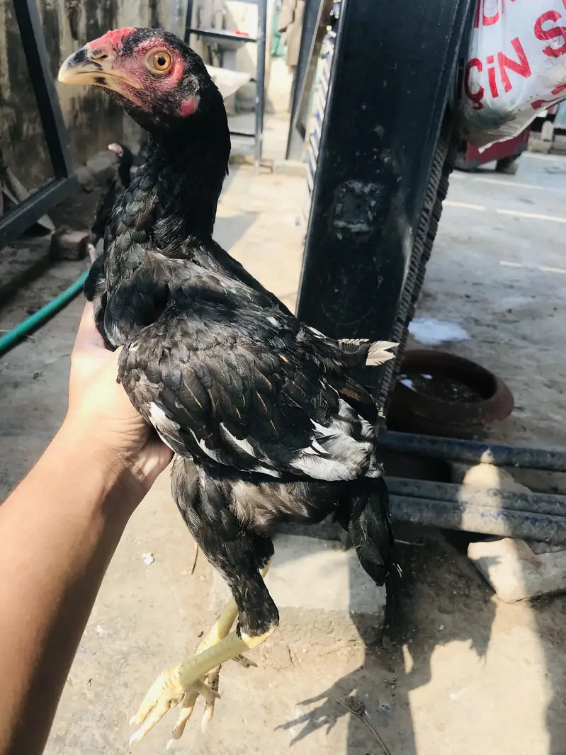 Aseel chicks lakha Thai and dragon cross Thai — photo 10