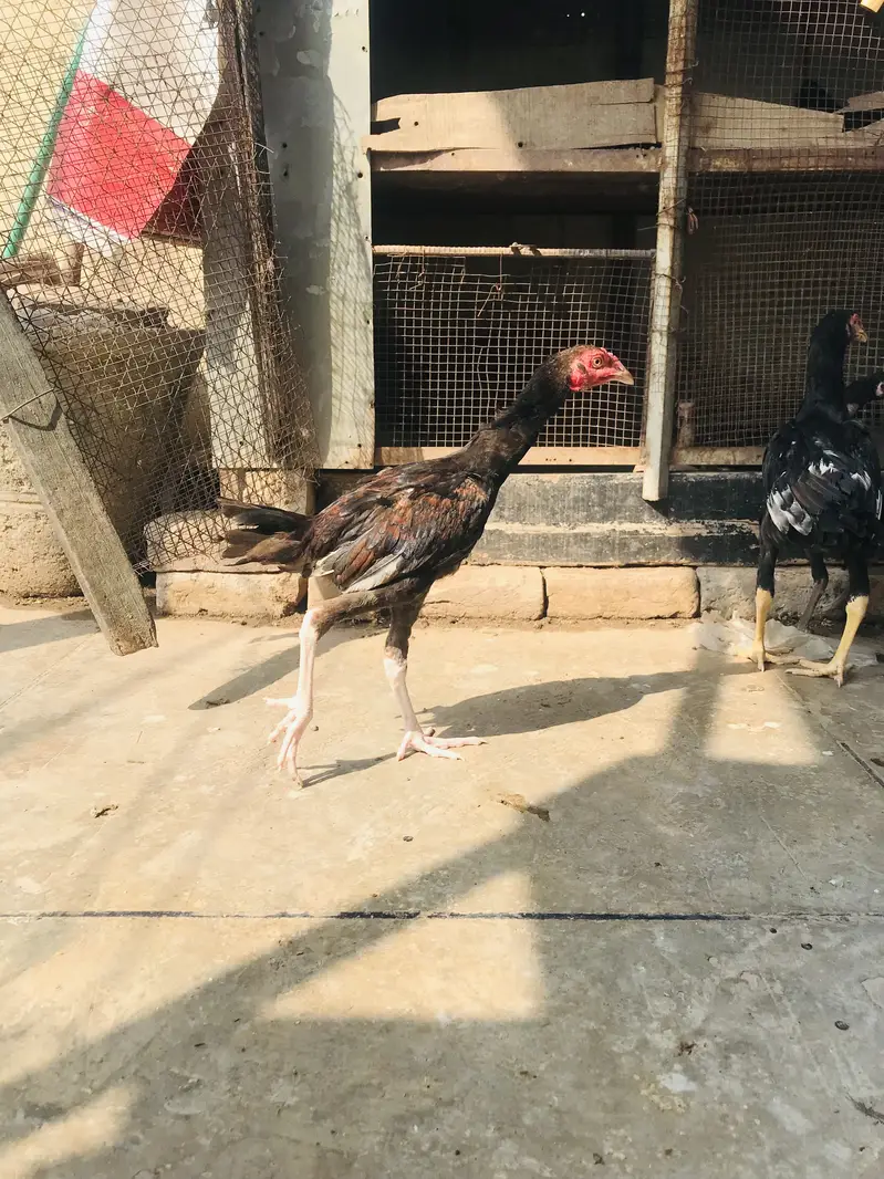 Aseel chicks lakha Thai and dragon cross Thai — photo 12