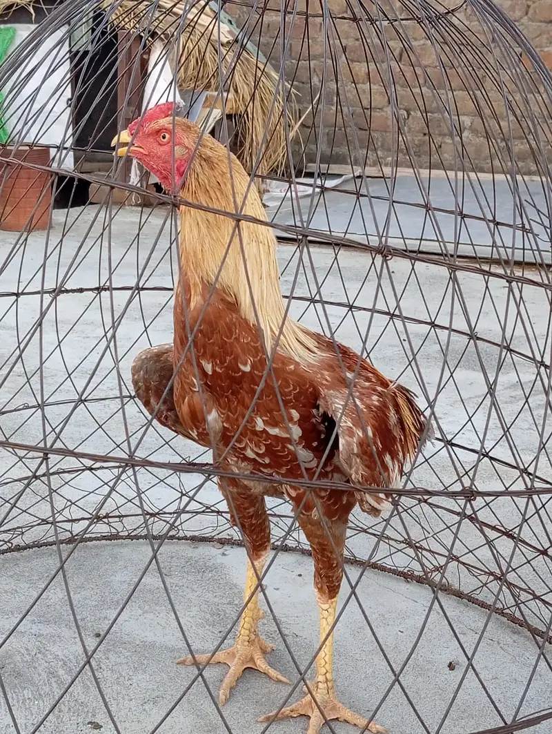 Peela aseel — photo 3