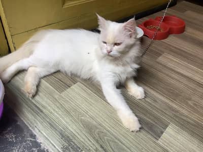 urgent persian cat for sale