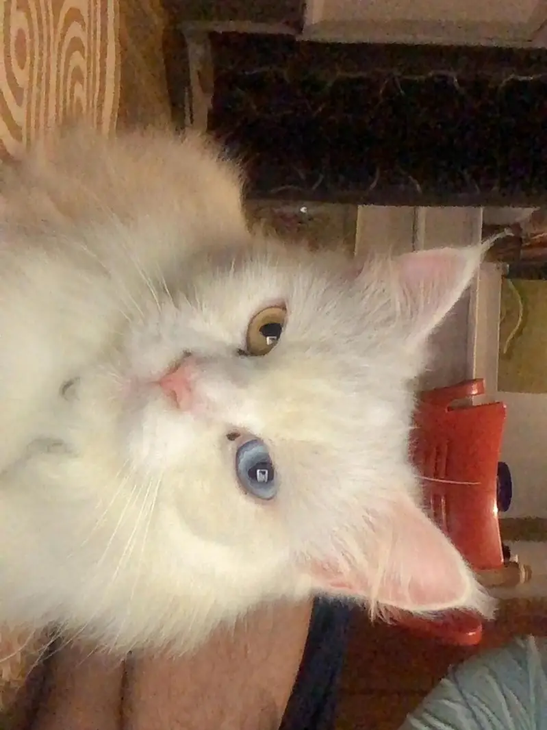 urgent persian cat for sale — photo 3