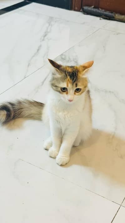Persian cat