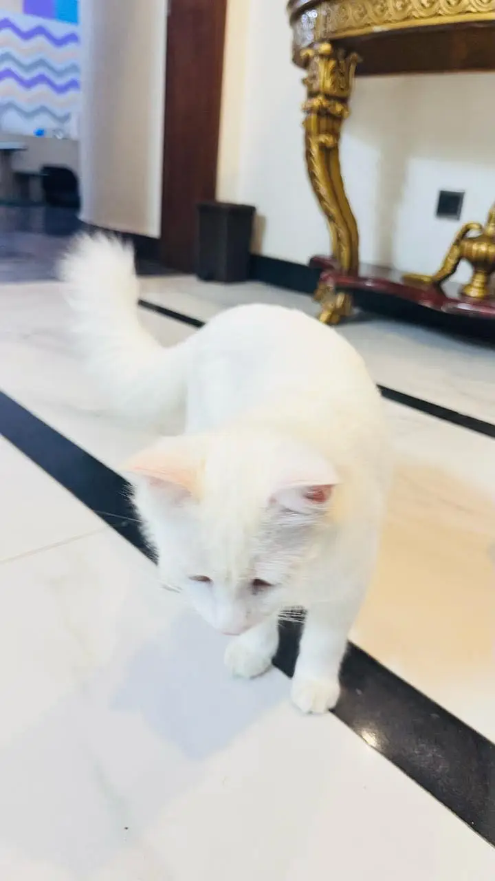Persian cat — photo 2