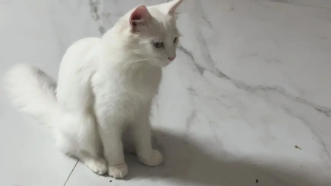 Persian cat — photo 3