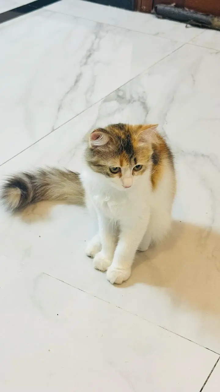 Persian cat — photo 4