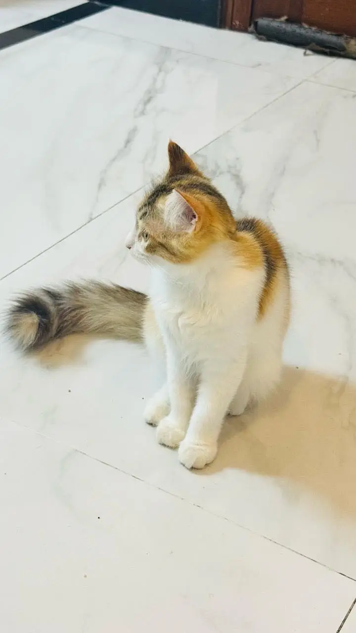 Persian cat — photo 5