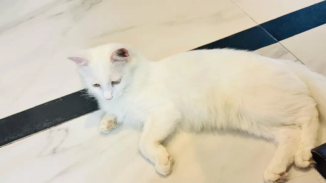 Persian cat — photo 6