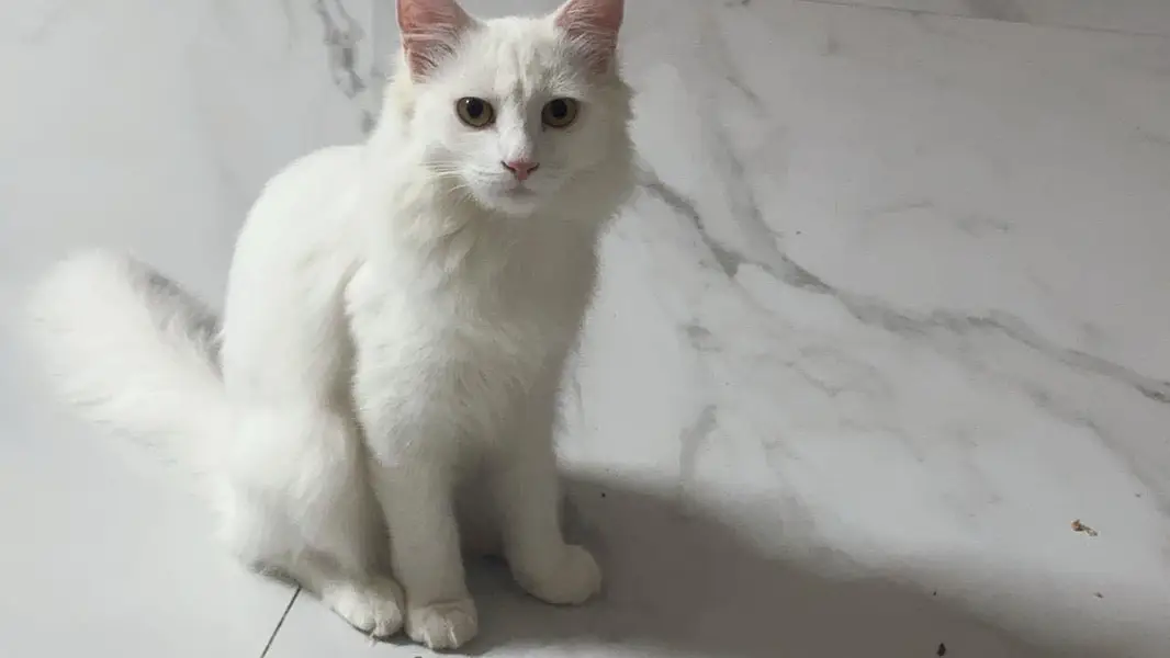 Persian cat — photo 7