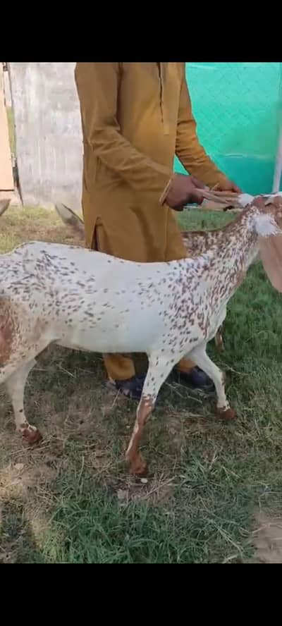 Makhi Cheeni (Pregnant Goat)