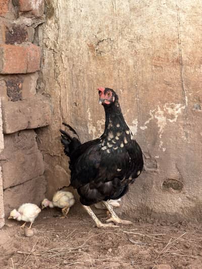 Golden Misri Starter egg laying hens