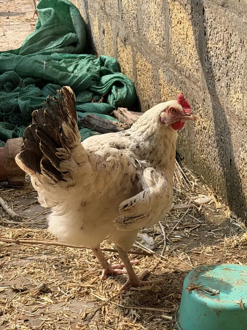 Golden Misri Starter egg laying hens — photo 2
