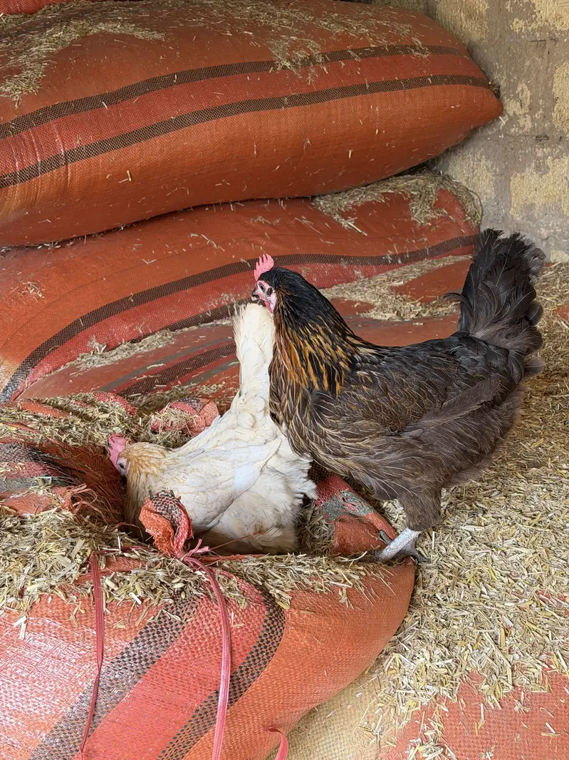 Golden Misri Starter egg laying hens — photo 3