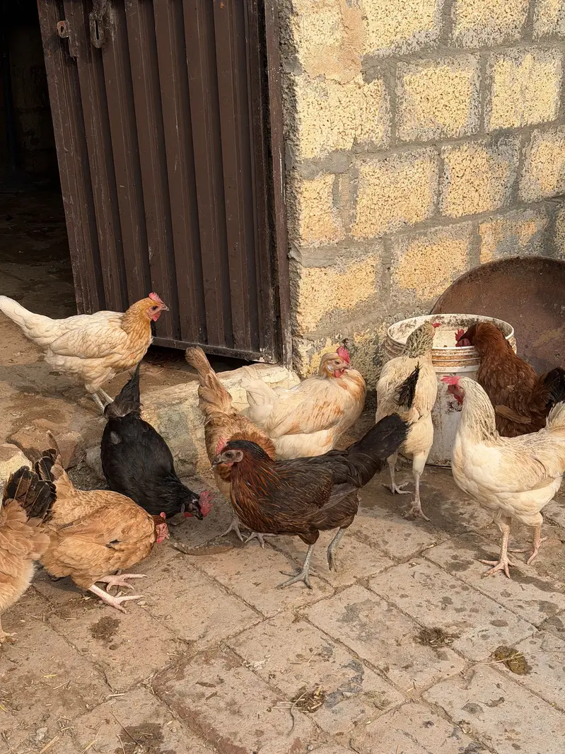 Golden Misri Starter egg laying hens — photo 4
