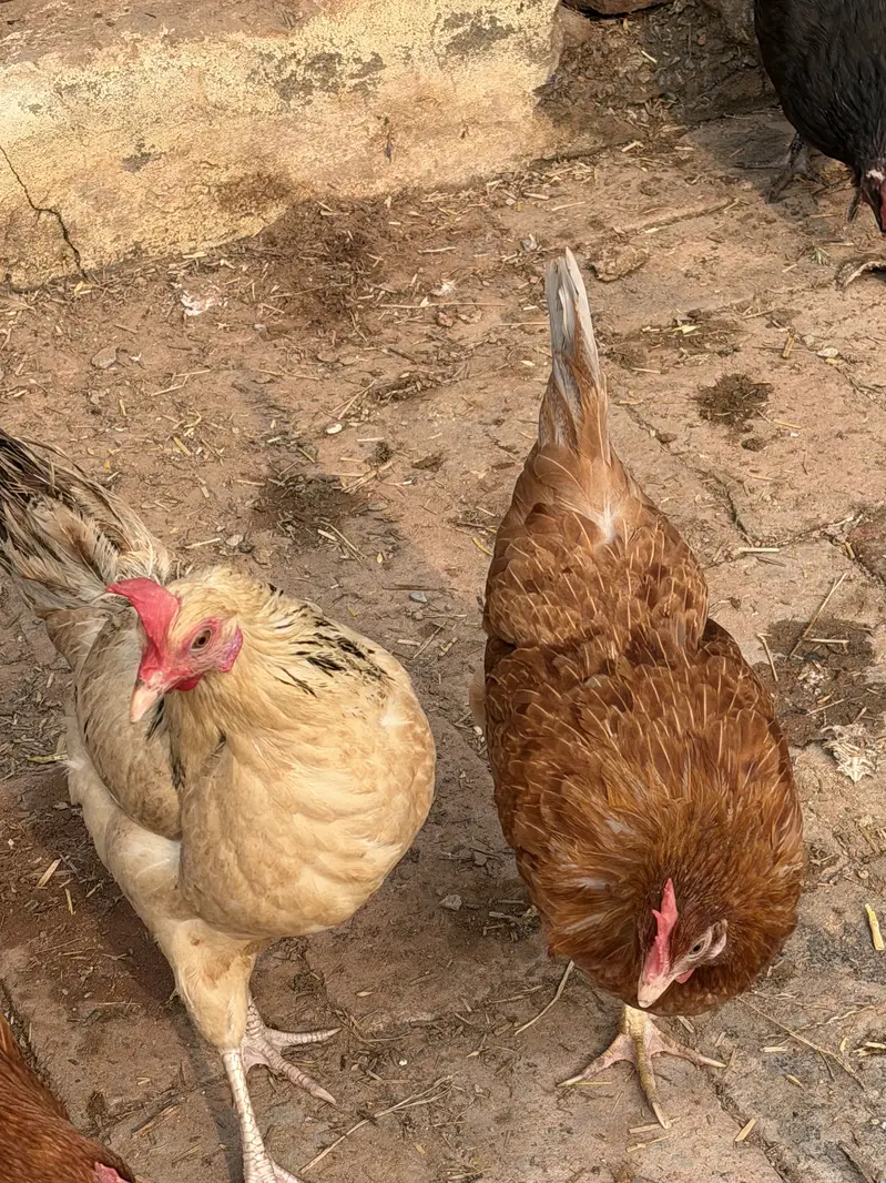 Golden Misri Starter egg laying hens — photo 5