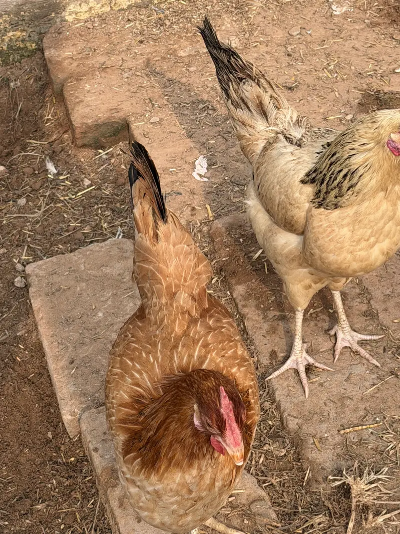Golden Misri Starter egg laying hens — photo 6
