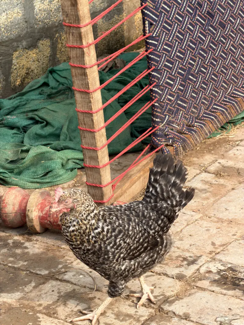 Golden Misri Starter egg laying hens — photo 7