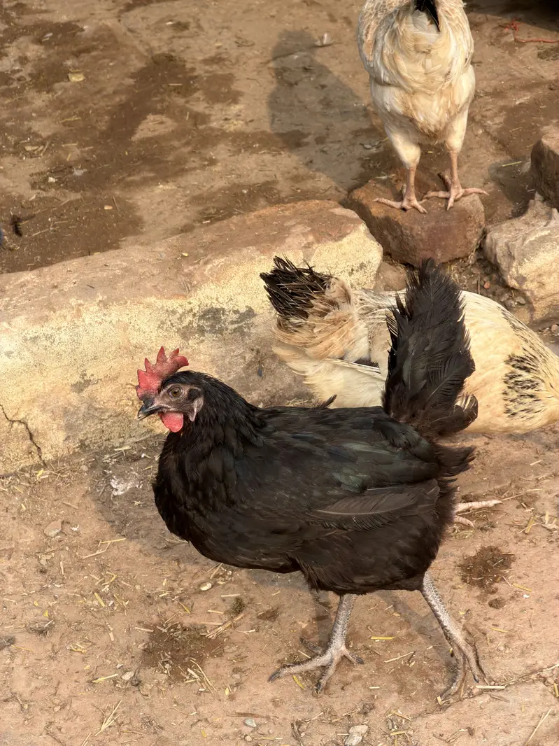 Golden Misri Starter egg laying hens — photo 8