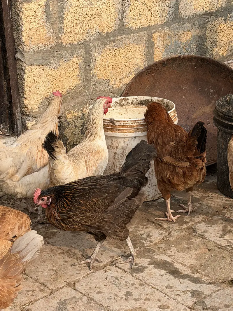 Golden Misri Starter egg laying hens — photo 9