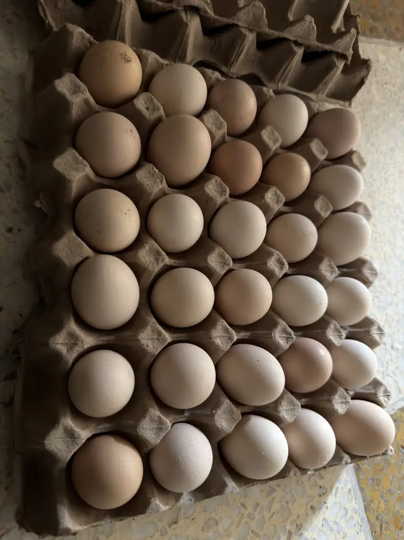 Golden Misri Starter egg laying hens — photo 10