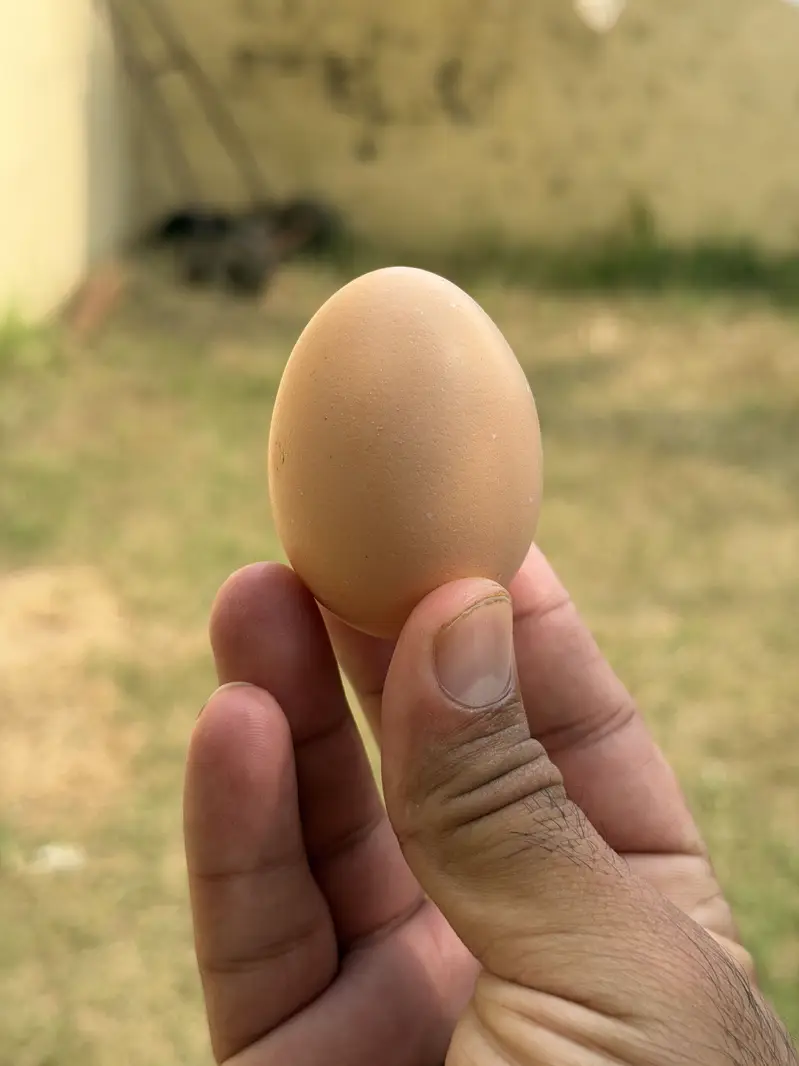 Golden Misri Starter egg laying hens — photo 11