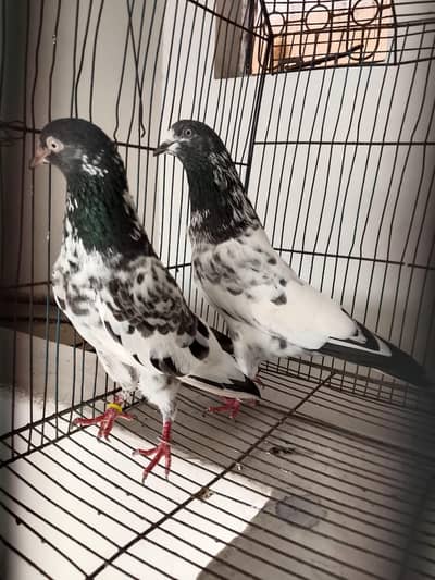 high flyers pigeons  . . . teddy pair and golden female available