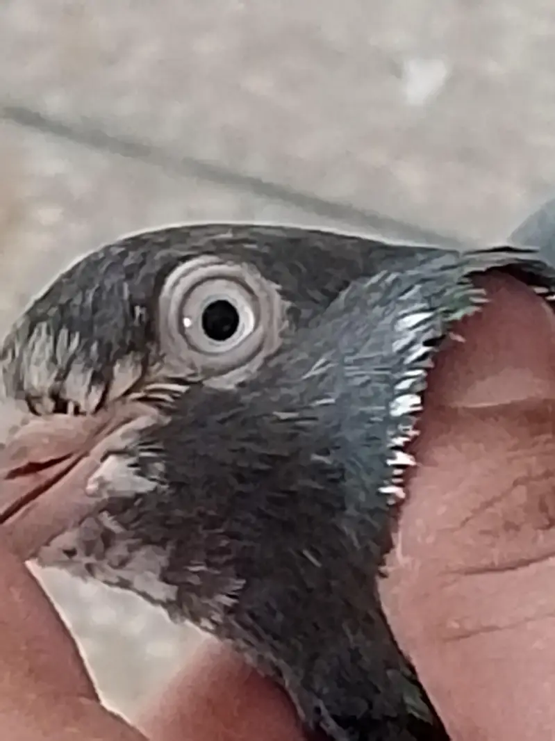 high flyers pigeons  . . . teddy pair and golden female available — photo 2