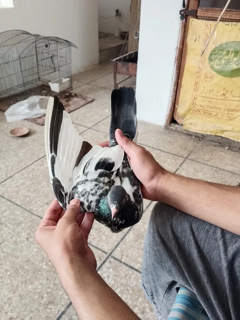 high flyers pigeons  . . . teddy pair and golden female available — photo 3