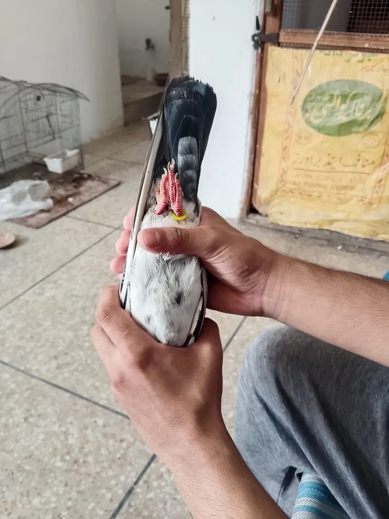 high flyers pigeons  . . . teddy pair and golden female available — photo 4