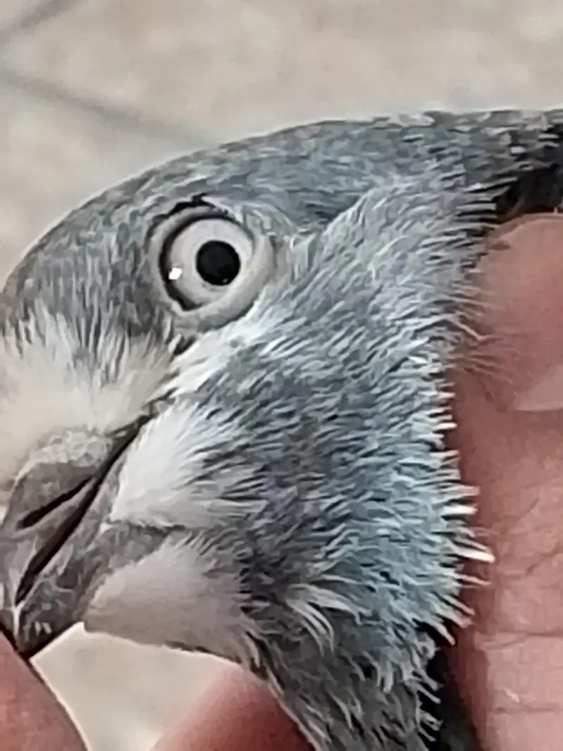 high flyers pigeons  . . . teddy pair and golden female available — photo 5