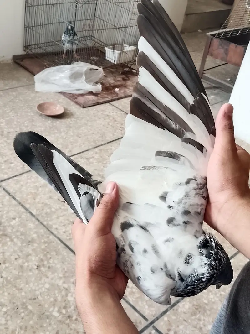 high flyers pigeons  . . . teddy pair and golden female available — photo 6