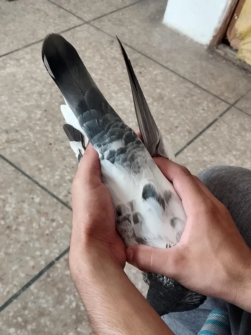 high flyers pigeons  . . . teddy pair and golden female available — photo 7